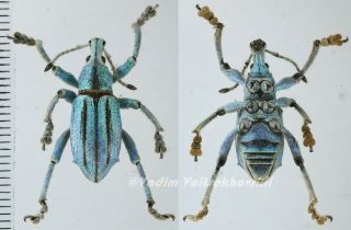 Eupholus Cuvieri From Arfak Mountain,  West Papua,  Indonesia Rare Blue - Gree Form