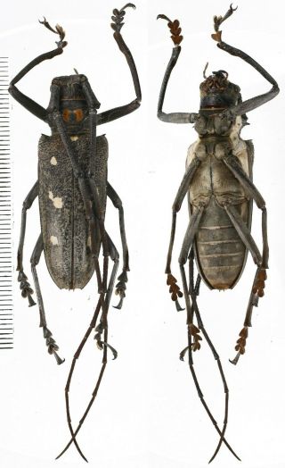 Batocera Humeridens Pulverosa - Cerambycidae 43mm From Alor Island,  Indonesia