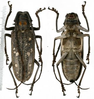 Batocera Humeridens Pulverosa - Cerambycidae 49mm From Alor Island,  Indonesia