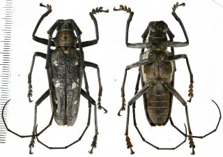 Batocera Humeridens Pulverosa - Cerambycidae 44mm From Alor Island,  Indonesia