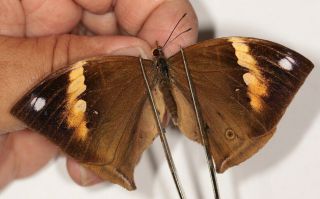 Butterflie Nymphalidae Kallima Rumia Pair From Uganda