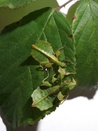RARE Eggs of leaf insect 