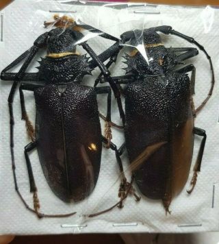 Hoplideres Aquilius A1 Pair Huge 64mm Male Rare Size Prioninae Cerambycidae