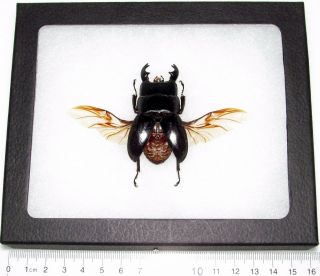 Real Framed Black Dorcus Stag Beetle Wings Spread Mounted