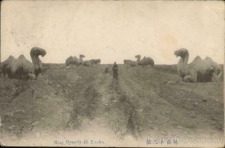 China 1914 Peking Ming Dynasty Tombs - Camels Nc Postcard Vintage Post Card
