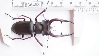 B36488 - Lucanus Kraatzi Giangae Ps.  Beetles Cao Bang Vietnam 64mm