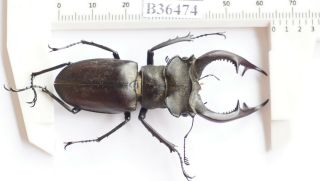 B36474 - Lucanus Nobilis Ps.  Beetles Yen Bai Vietnam 64mm