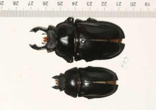 Lucanidae Neolucanus Sp.  Yunnan 64.  7mm P