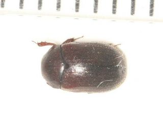 Lucanidae Aesalus Himaloaesalus Sp.  From W.  Yunnan