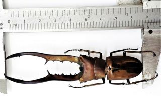 Cyclommatus Metallifer Finae 90mm From Peleng Indonesia