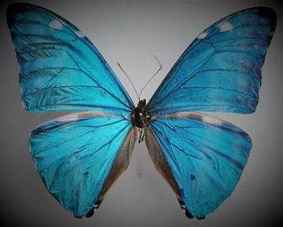 Blue Morpho Butterfly Morpho Adonis Huallaga Male Folded Fast From Usa