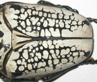 Cetoniinae Goliathus orientalis pustulatus Male A1 81mm (R.  D.  CONGO) 3