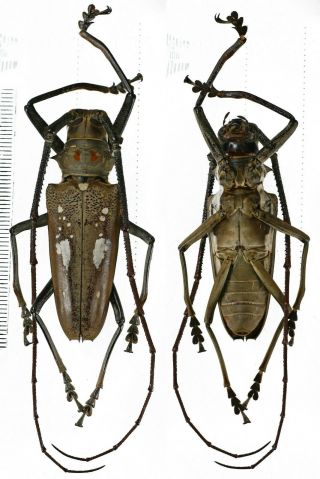 Batocera Thomsonii - Cerambycidae 54mm From Siberut Island,  Mentawai,  Indonesia