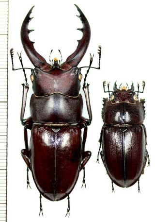 Lucanidae:prosopocoilus Dissimilis Makinoi Pair,  A1,  Unmounted,  Japan