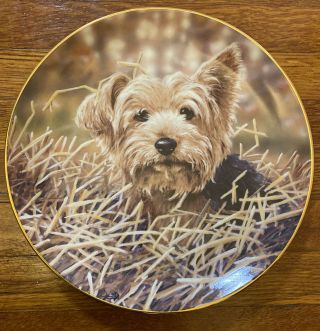Danbury After The Harvest Paul Doyle Yorkshire Terrier Plate B6472 Vintage