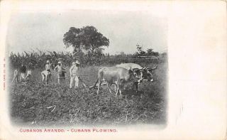 Cuba,  Men At Work In Field,  One Plowing With Oxen,  Cuban Card Co Pub 20 C 1902