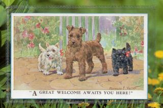 Westie West Highland White Irish Terrier Dog Black Cat Florence Valter Postcard
