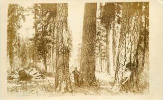C - 1910 Logging Lumber Occupation Workers Rppc Photo Postcard 12085
