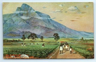 Postcard - Africa,  Nyasaland,  Tea Plantation In Mlanje District,  Tuck Unnumbered