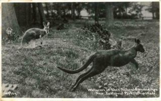 Real Photo Postcard Of Wallaroos In Whipsnade Zoo (near Dunstable),  Bedfordshire