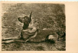 Rppc Postcard 123,  Belgian Malinois Or German Shepherd Type Dog