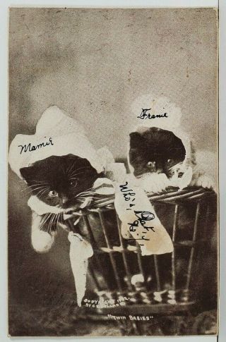 Kittens Twin Babies Wearing Bonnets In Basket 1906 Norway Maine Postcard O13