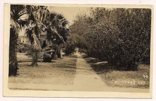Antique Rppc Palm Trees Landscape Scene From Mercedes Texas