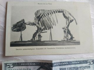 Antique Museum La Plata Paleontology Skeleton Toxodon Burmeister Postcard Bl3