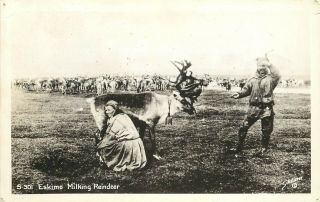Vintage Rppc Postcard; Eskimo Woman Milking Reindeer,  Alaska Ak S - 301 Unposted