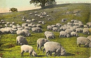 Antique Postcard Franklin Park Sheep Boston Mass Unposted Mason Bros
