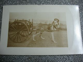 Antique Real Photo Post Card Dog Cart With A Hat And Glasses Not Mailed