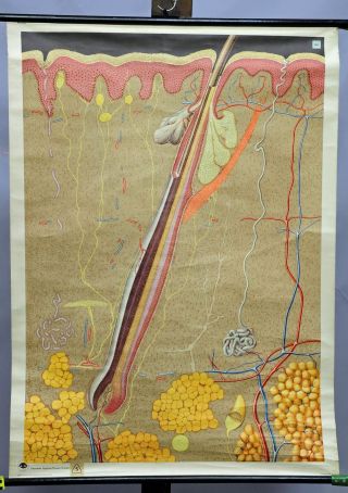 Vintage Biological Wall Chart,  Anatomy,  Medicine,  Skin,  Structure,  Hair