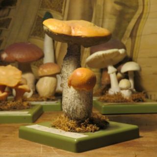 Vintage Somso Orange Oak Bolete Mushrooms Educational Model Toadstool Botanical