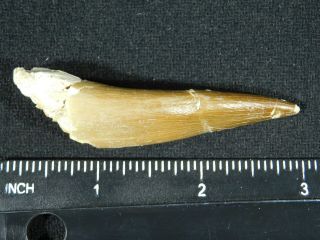A Big 100 Natural S.  Maroccanus SPINOSAURUS TOOTH Fossil From Morocco 17.  3gr 3