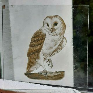 Stained Glass Owl Bird Kiln Fired Pane Piece 10 Cm X 10 Cm Approx
