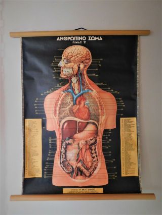Vintage Human Anatomy Pull Down Chart In Greek Science Medicine 30x25 In.