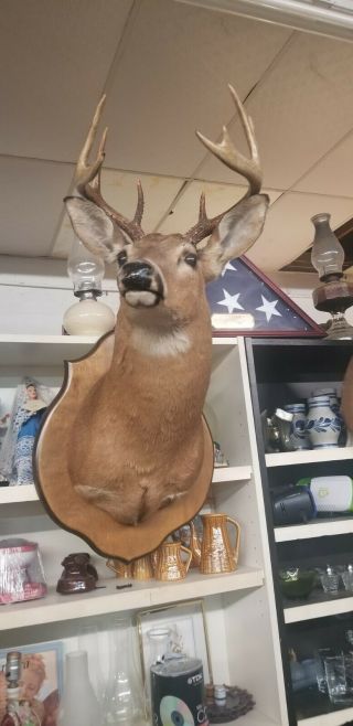 Vintage Whitetail Deer Shoulder Mount 10 Point Buck