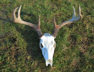Vintage 8 Point Whitetail Deer European Skull Mount Shed Antlers Craft