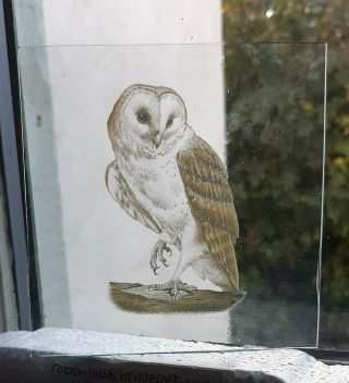 Stained Glass Owl Bird Kiln Fired Pane Piece 10.  5 Cm X 10 Cm
