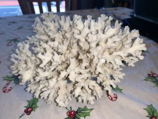 Vintage Natural White Large Piece Of Coral