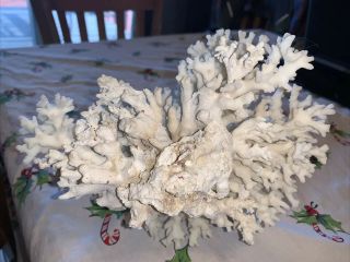 VINTAGE NATURAL WHITE Large PIECE OF CORAL 2
