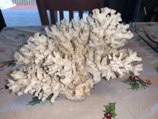 VINTAGE NATURAL WHITE Large PIECE OF CORAL 3