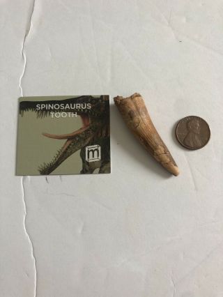 Mini Museum - Spinosaurus Tooth vintage Specimen - largest carnivorous dinosaur - real 2