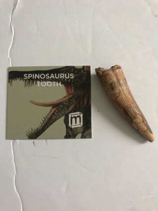 Mini Museum - Spinosaurus Tooth vintage Specimen - largest carnivorous dinosaur - real 3