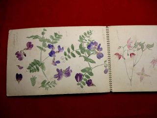 2 - 25 Japanese Plant Flower Sketch Hand Drown Pictures Botanical Book