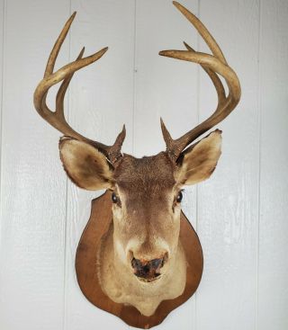 Vintage Taxidermy Buck Deer Head Mount 8 Point