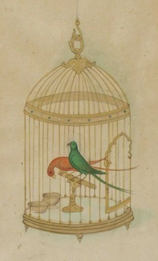 Fine Antique 18th Century Indian Mughal Miniature Watercolour Of Parrots