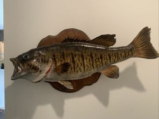 Small Mouth Bass Mount Vintage Taxidermy Fish Fishing Cabin Man Cave 22 Inch