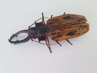 Macrodontia Cervicornis Huge 15.  2cm Cerambycidae Peru Prioninae