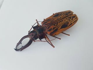 MACRODONTIA Cervicornis HUGE 15.  2cm Cerambycidae Peru Prioninae 2